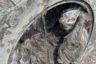 Poník se záhadně nasoukal do pneumatiky od traktoru - Novinky