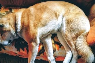 Pan Akita. Trauma čmuchális, nemoc, kterou nejde léčit - Médium.cz