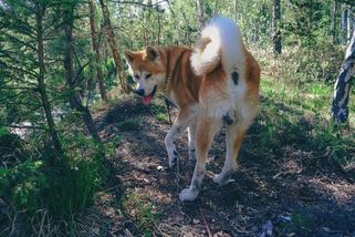 Akita Inu a já: Tři roky společného života - Médium.cz