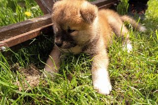 Pan Akita. První dny u nás doma - Médium.cz