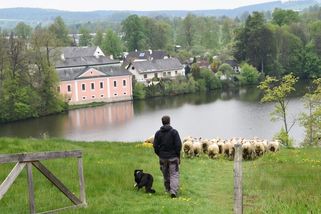 Na Zelenou horu opět vyběhly živé sekačky, na druhé straně Žďáru se budou pást i poníci - Novinky