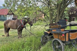 Splašení koně na Vsetínsku narazili s povozem do stromu, tři zranění včetně dětí - Novinky