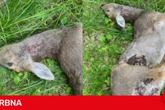 Pes zabil v pražském lese březí srnu. Jedno její mládě se podařilo zachránit