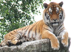 Hodonínská ZOO přišla o svůj symbol. Za uhynulého ussurijského tygra už hledají náhradu - Novinky