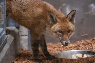 Lišák plul gratis z Anglie do New Yorku, skončil v zoo v Bronxu - Novinky