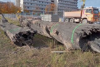 Dva obrovské kmeny stromů nalezené stavbaři v Hradci Králové jsou polotovary lodí z doby Keltů - Novinky