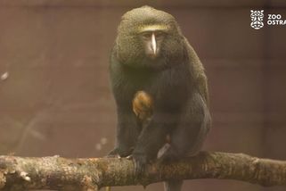 V ostravské zoo se narodilo velmi vzácné mládě opice, která má na čele korunku - Novinky
