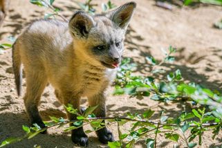 Uši jako radar, k obědu hmyz. V pražské zoo jsou k vidění mláďata psů ušatých - Novinky