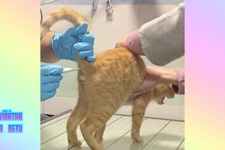 Mňaaau! Kocourovi na veterině zavedli teploměr. Neptejte se kam | Zvířátka na netu