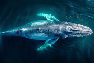 Záběry Timmyho, který byl vypuštěn na svobodu: Velryba pluje v Severním moři, přežít nemusí - Médium.cz