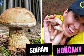 Kazič smaženic. Přesto se vyplatí nechvalně známé „hořčáky“ sbírat | Šumavská houbička v lese