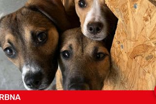 Hračky neznají, všeho se bojí. Psi z toulavé smečky se pomalu rozkoukávají v útulku