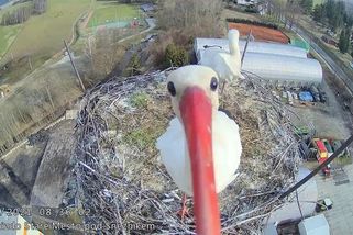 Čapí "selfie": Kamera sleduje dění v českém čapím hnízdě - Novinky