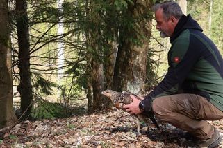 Zvířecí záchranáři žasli. Po domažlickém parku se motal tetřev - Novinky