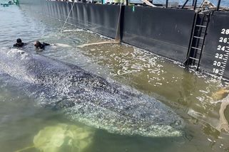 Keporkaka Timmyho vypustili do Severního moře - Seznam Zprávy