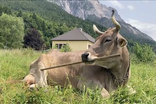 Alpská kráva boří představy vědy o skotu. Chová se jako šimpanz | Svět
