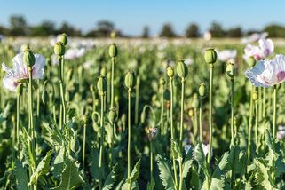 Agrofert prodává stovky hektarů půdy ve ztrátové farmě - Seznam Zprávy