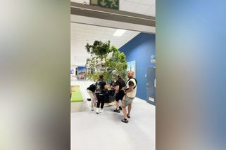 Na ostravském letišti stěhovali půltunový fíkus za čtvrt milionu - Novinky