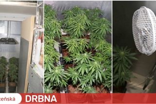 Vymlouval se, že kouřil marihuanu, aby se mu lépe spalo. V panelákovém bytě měl přitom profesionální pěstírnu