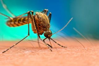 Tropické choroby pronikají do Evropy. Může to být ještě horší - Seznam Zprávy