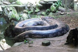 Největší had všech dob Titanoboa byl pětkrát těžší než rekordní anakonda - Médium.cz