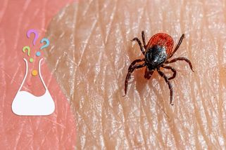 Jak dlouho trvá, než nás klíště po zakousnutí nakazí? - Médium.cz