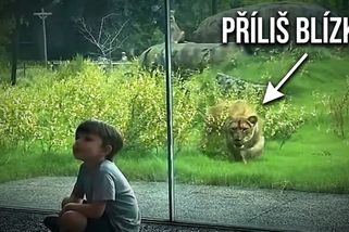 Drama v zoo: Udělali chybu, která se neodpouští | Minuty do katastrofy
