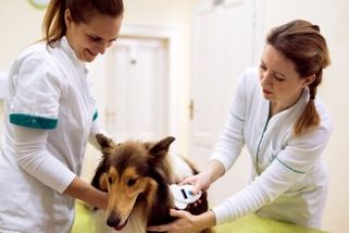 prahain.cz/zivot-ve-meste/novy-registr-psu-budi-emoce-nejvice-na-nej-doplati-zodpovedni-majitele-27640.html