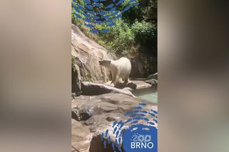 V brněnské zoo se zabydlují lední medvědice Anori a Nivi z Dánska - Novinky