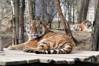 Šéf ZOO Dvůr Králové: V krajním případě budeme muset začít utrácet zvířata - Novinky