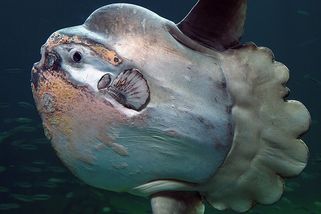 Nejdivnější ryba světa nemá ocas a miluje opalování. Seznamte se s fascinujícím měsíčníkem svítivým - Médium.cz