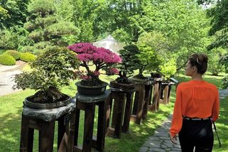 Pražskou výstavu bonsají zahajoval starosta Kjóta i japonský velvyslanec - Novinky