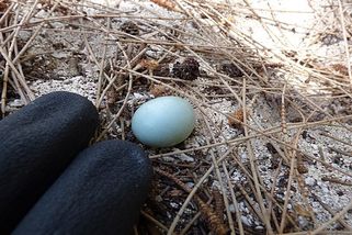 Na zahradě našla malinké opuštěné ptačí vajíčko. Vzala ho domů a stala se mu náhradní matkou. Co z něj vyrostlo ji vyrazilo dech. Udělejte si vlastní názor