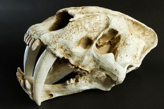 Zbraně měly dokonalé. Právě proto už šavlozubé šelmy nepotkáme - Seznam Zprávy