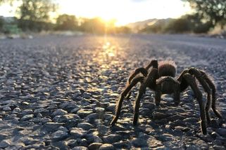 Tarantule způsobila nehodu v kalifornském Údolí smrti - Novinky