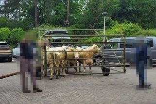 Stádo krav se vydalo na výlet. Proniklo až do třetího patra nemocnice, ukazují záběry z Německa - Novinky