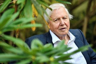 David Attenborough slaví 100. Jediný živočišný druh, který nemá příliš v lásce, je lidstvo