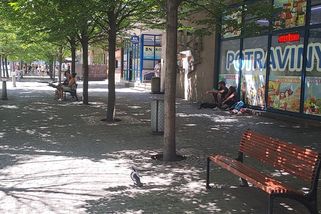 Koalice couvá od záměru snáze kácet stromy ve městech - Novinky