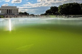 Zrcadlové jezírko u Lincolnova památníku ve Washingtonu zezelenalo kvůli řasám - Novinky