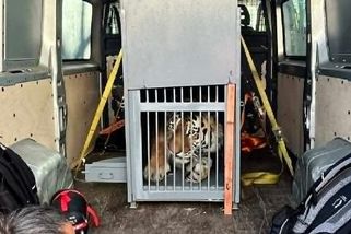 Stěhování tygra ussurijského. Oliver odjel z jihočeské zoo do Hodonína - Novinky