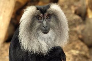 Zloděj ukradl ze ZOO v Lipsku opici Rumu. Opičák Yenur smutnil, ale ne dlouho - Novinky
