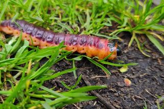 Neberte do rukou obrovské housenky drvopleně obecného: Koušou a zapáchají - Médium.cz