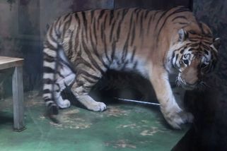 Do hodonínské zoo se vrátil tygr ussurijský, ikonický symbol zahrady - Novinky