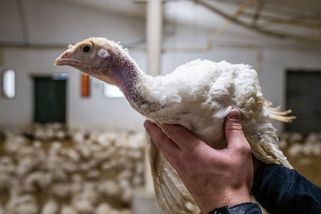 Ptačí chřipka kosí chovy, ale obchody nemají důvod zdražit vejce - Seznam Zprávy
