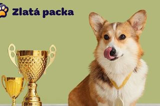 Výsledky soutěže Zlatá packa 2026: Pět nejkrásnějších psů už zná své místo na stupních vítězů! - Proženy.cz