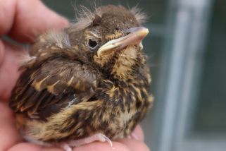 Vedra málem zavařila plzeňskou záchranou stanici živočichů - Novinky