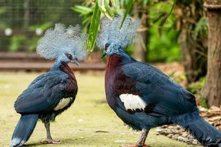 Velký úspěch ostravské zoo: Má mládě největšího holuba na světě - Novinky