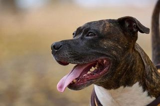 Pitbul na ulici v New Yorku napadl ročního chlapce. Dítě vyvázlo s tržnými ranami na noze - Novinky