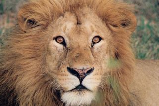 Lev v Belgii zardousil lvici z české zoo - Novinky