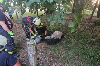 Hasiči zachraňovali zvířata v nouzi. Z mokřadu vytáhli ovci, z okapu vysvobodili ptáčka